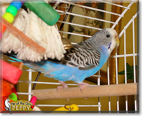 Peppy, the Pet of the Day