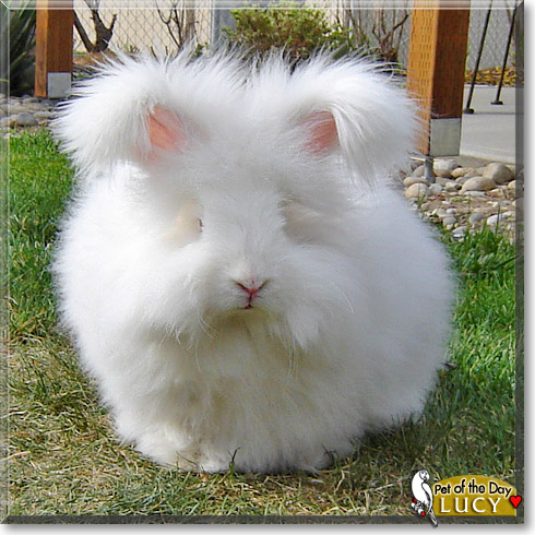 Lucy, the Pet of the Day Lucy, the Pet of the Day