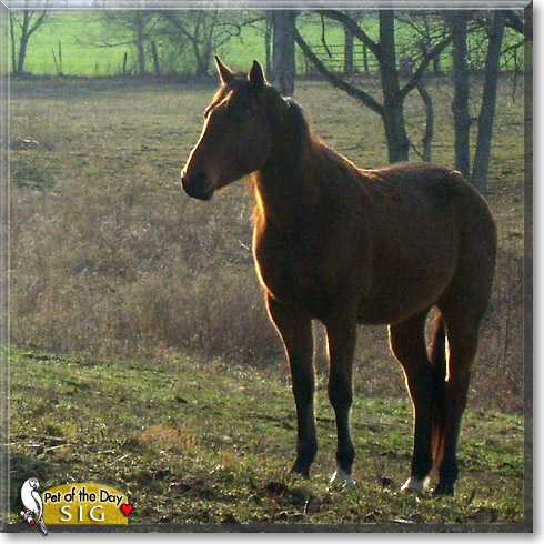 Sig, the Pet of the Day Sig, the Pet of the Day