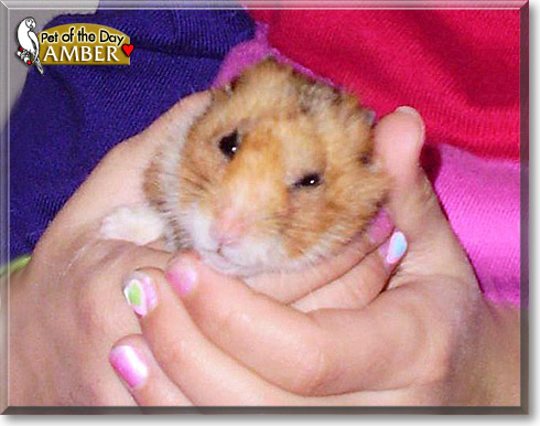 Amber, the Pet of the Day
