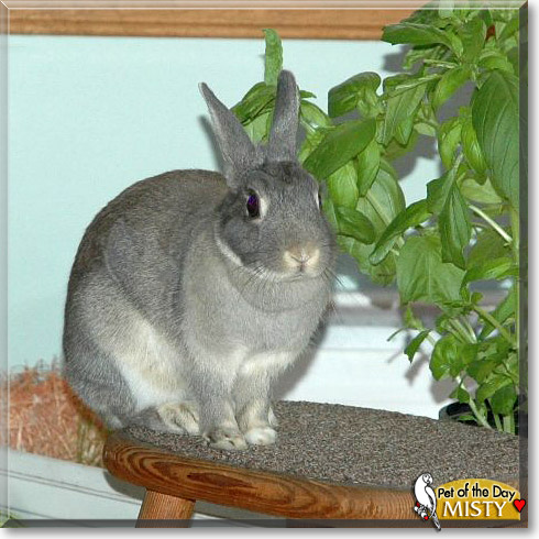 Misty, the Pet of the Day Misty, the Pet of the Day