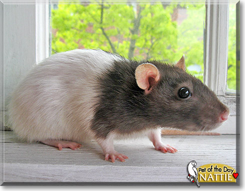 Nattie, the Pet of the Day Nattie, the Pet of the Day