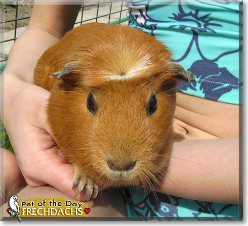 Frechdachs, the Pet of the Day