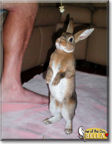 Bella, the Pet of the Day
