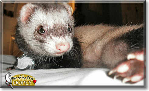Dopey, the Pet of the Day Dopey, the Pet of the Day