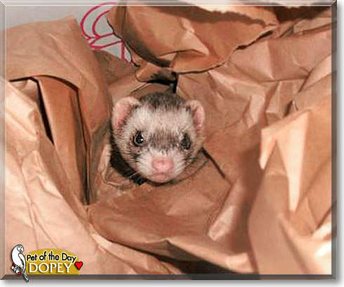 Dopey, the Pet of the Day Dopey, the Pet of the Day