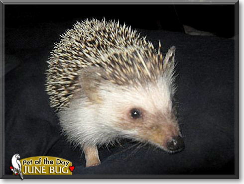 June Bug, the Pet of the Day June Bug, the Pet of the Day