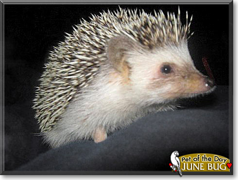 June Bug, the Pet of the Day June Bug, the Pet of the Day