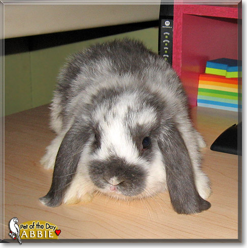 Abbie, the Pet of the Day Abbie, the Pet of the Day