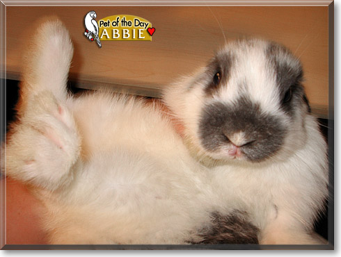 Abbie, the Pet of the Day Abbie, the Pet of the Day