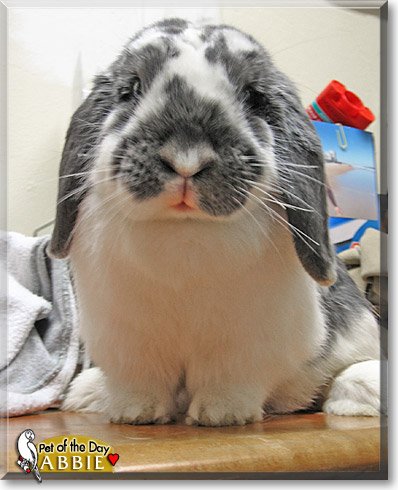 Abbie, the Pet of the Day Abbie, the Pet of the Day