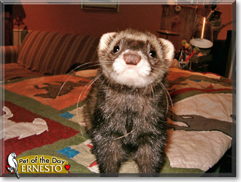 Ernesto, the Pet of the Day Ernesto, the Pet of the Day