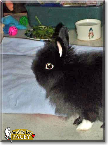 Pacey, the Pet of the Day Pacey, the Pet of the Day