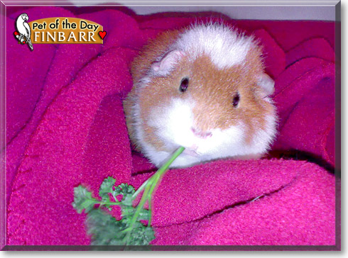 Finbarr, the Pet of the Day