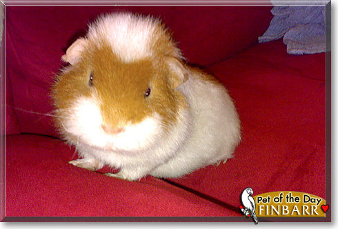 Finbarr, the Pet of the Day