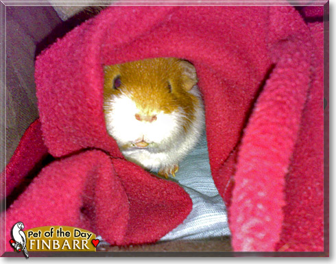 Finbarr, the Pet of the Day