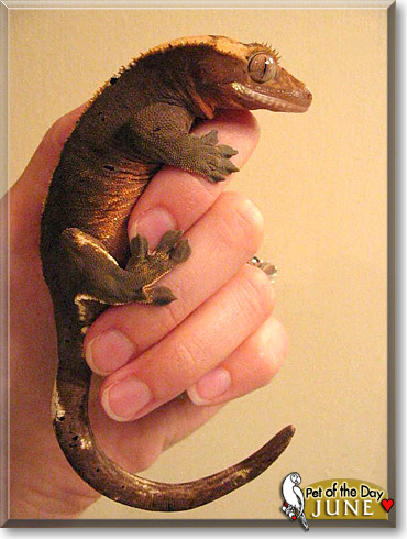 June, the Pet of the Day June, the Pet of the Day