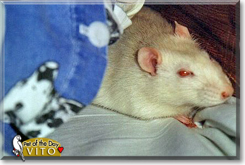 Vito, the Pet of the Day
