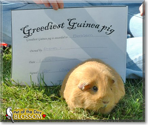 Blossom, the Pet of the Day
