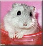 Nicole the Dwarf Hamster