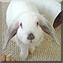 Daphne the Lop Dwarf Rabbit