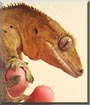 Raptor the Crested Gecko