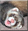 Ozzy the Sable Ferret