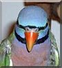 Oscar the Moustache Parakeet