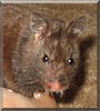 Oreo the Black Bear Hamster