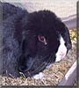 Chubs the Lop Rabbit