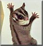 Sugar the Sugar Glider