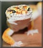 Sunny the Leopard gecko