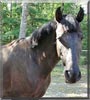 Rose the Tennesse Walker