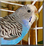 Peppy the Parakeet