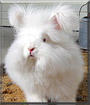 Lucy the Angora Rabbit