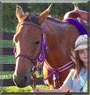 Sig the American Quarter Horse