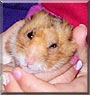 Amber the Syrian Hamster