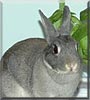 Misty the Dwarf Rabbit