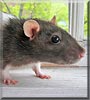 Nattie the Fancy rat
