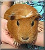 Frechdachs the Guinea Pig