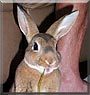 Bella the Mini Rex Rabbit