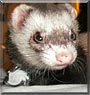 Dopey the Sable Ferret