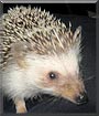 June Bug the Hedgehog