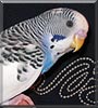 Boomer the Parakeet