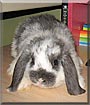 Abbie the Holland Lop