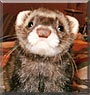Ernesto the Ferret