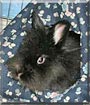 Pacey the Rabbit