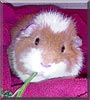 Finbarr the Guinea Pig