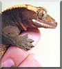 June the Crested Gecko