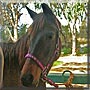 Kim the Thoroughbred mix